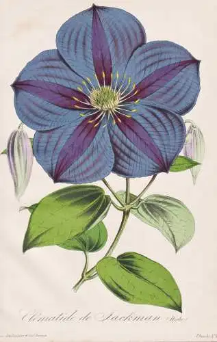 Clematide de Jackman ( - Waldreben Clematis / Pflanze Planzen plant plants / flower flowers Blume Blumen / bot