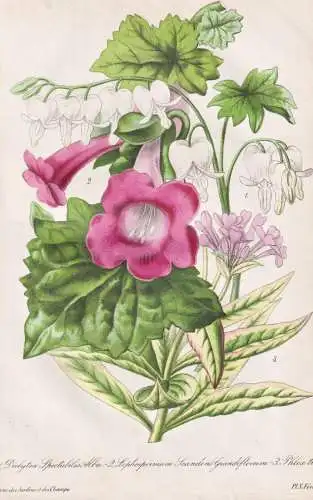 Dielytra spectabilis Alba. 2. Lophospermum Scandens... - Dicentra Herzblumen Lophospermum Phlox / Pflanze Plan