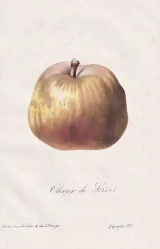 Olivier de Serres - Pear Birne poire / Obst fruit / Pflanze Planzen plant plants / botanical Botanik botany