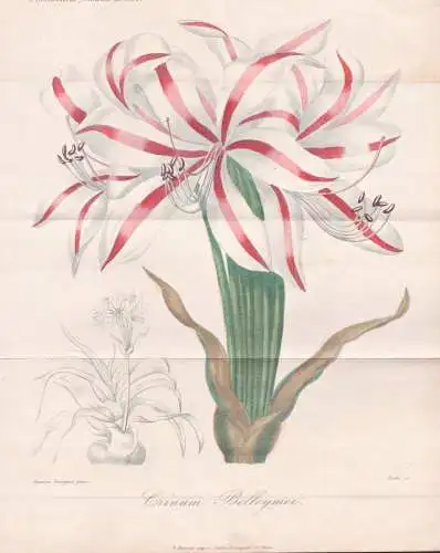 Crinum Belleymei - Hakenlilien Crinum / Pflanze Planzen plant plants / flower flowers Blume Blumen / botanical