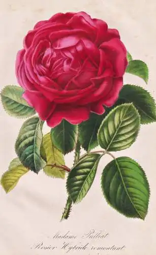 Madame Pulliat. Rosier Hybride remontant - Rose Rosen roses / Pflanze Planzen plant plants / flower flowers Bl