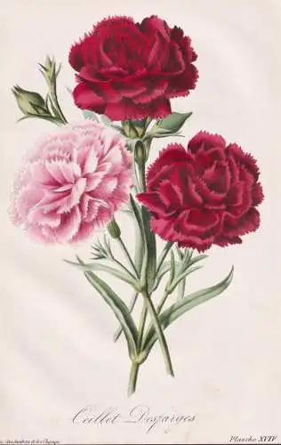 Oeillet Desfarges - Landnelke carnation clove pink / Blumen flowers Blume flower / Pflanze Planzen plant plant