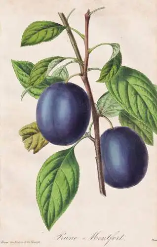 Prune Montfort - Pflaumen plums / Obst fruit / Pflanze Planzen plant plants / flower flowers Blume Blumen / bo