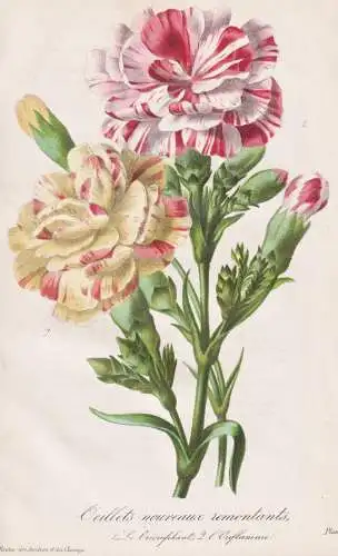 Oeillets nouveaux remontants - Landnelke carnation clove pink / Pflanze Planzen plant plants / flower flowers