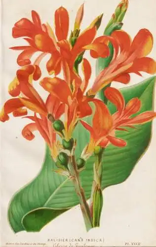 Balisier (Cana indica) - Indisches Blumenrohr Indian shot / Pflanze Planzen plant plants / flower flowers Blum