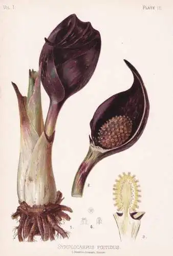 Symplocarpus Foetidus - Stinkkohl skunk cabbage / flowers Blumen Blume flower / botanical Botanik Botany / Pfl