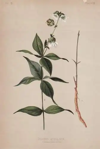 Silene Stellata - Lichtnelke campion Leimkraut / flowers Blumen Blume flower / botanical Botanik Botany / Pfla