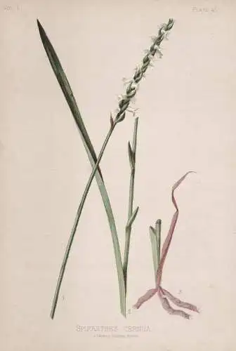 Spiranthes Cernua - Erdorchidee Orchidee orchid / flowers Blumen Blume flower / botanical Botanik Botany / Pfl