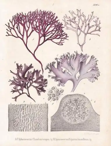 Sphaerococcus (Chondrus) crispus - Knorpeltang Irisch Moos Irish moss / flowers Blumen Blume flower / botanica