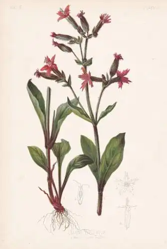 Silene Virginica - Lichtnelke fire pink campion Leimkraut / flowers Blumen Blume flower / botanical Botanik Bo