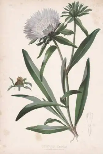 Stokesia Cyanea - Kornblumenaster Stokes' aster / flowers Blumen Blume flower / botanical Botanik Botany / Pfl