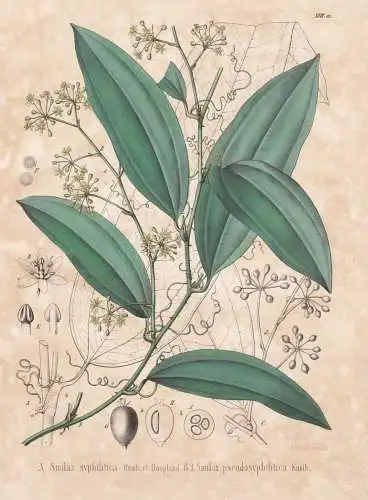 Smilax syphilitica - Stechwinde Sarsaparilla / flowers Blumen Blume flower / botanical Botanik Botany / Pflanz