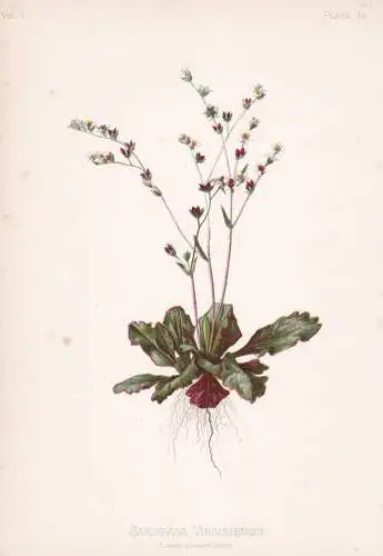 Saxifraga Virginiensis - Steinbrech early saxifrage / flowers Blumen Blume flower / botanical Botanik Botany /