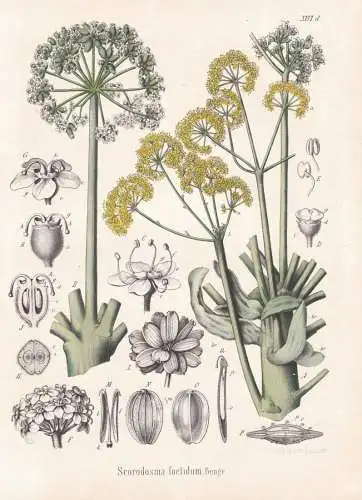 Scorodosma foetidum - Riesenfenchel / flowers Blumen Blume flower / botanical Botanik Botany / Pflanze plant