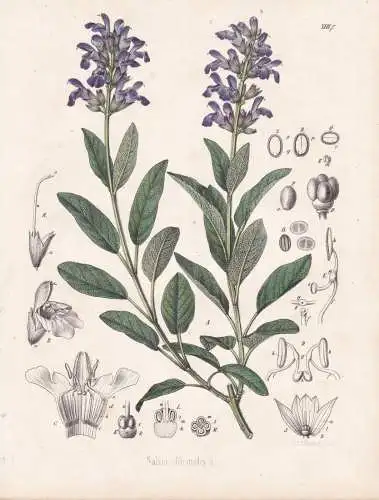 Salvia officinalis - Salbei sage / Kräuter herbs / flowers Blumen Blume flower / botanical Botanik Botany / P