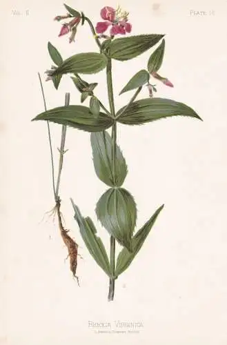 Rhexia Virginica - handsome Harry Virginia meadow-beauty / flowers Blumen Blume flower / botanical Botanik Bot