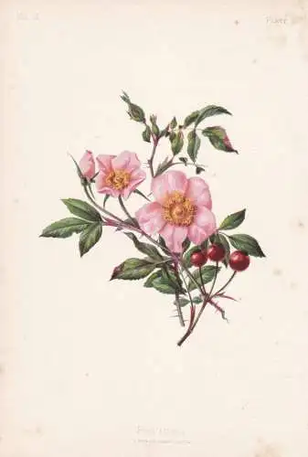 Rosa Lucida - Rose Rosen roses / flowers Blumen Blume flower / botanical Botanik Botany / Pflanze plant