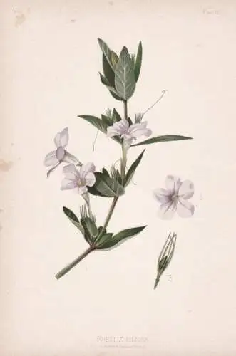 Ruellia Ciliosa - wild petunia / flowers Blumen Blume flower / botanical Botanik Botany / Pflanze plant
