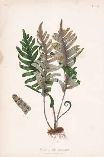 Polypodium Incanum - Tüpfelfarn Engelsüß polypody / flowers Blumen Blume flower / botanical Botanik Botany