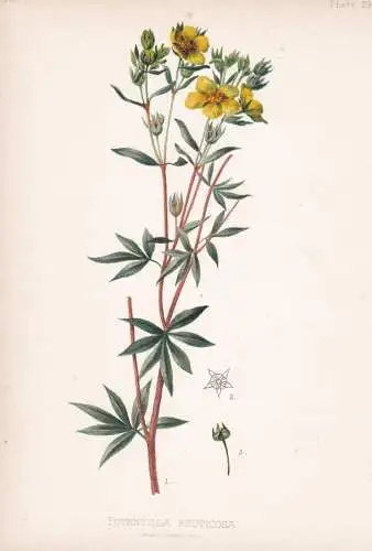 Potentilla Fruticosa - Fingerstrauch shrubby cinquefoil / flowers Blumen Blume flower / botanical Botanik Bota