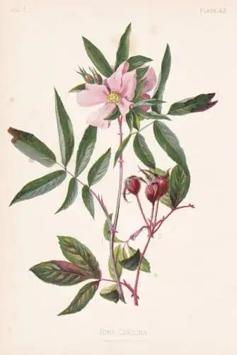 Rosa Carolina - Rose Rosen roses Wiesenrose / flowers Blumen Blume flower / botanical Botanik Botany / Pflanze