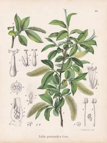 Salix pentandra - Lorbeer-Weide bay willow / baum tree / flowers Blumen Blume flower / botanical Botanik Botan