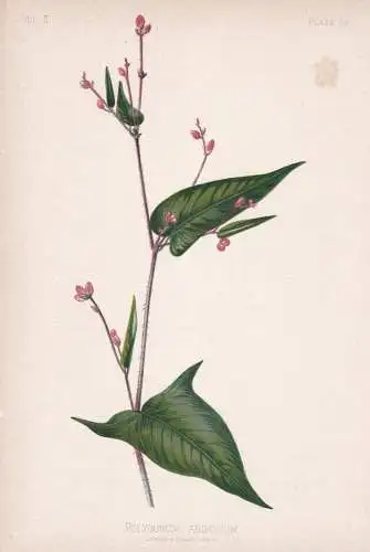 Polygonum Arifolium - Vogelknöterich knotweed / flowers Blumen Blume flower / botanical Botanik Botany / Pfla