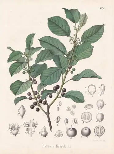Rhamnus Frangula - Faulbaum alder buckthorn / flowers Blumen Blume flower / botanical Botanik Botany / Pflanze