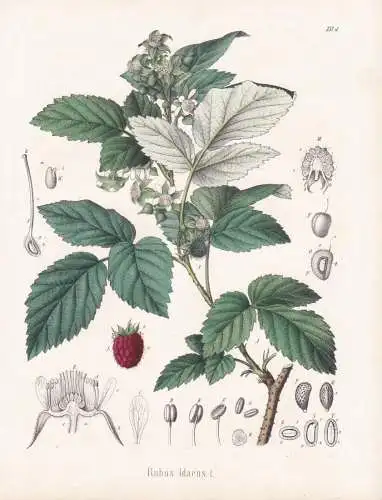 Rubus idaeus - Himbeere red raspberry / Obst fruit / Pomologie pomology / flowers Blumen Blume flower / botani