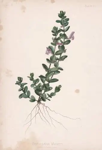 Scutellaria Wrightii - Helmkraut skullcaps / flowers Blumen Blume flower / botanical Botanik Botany / Pflanze