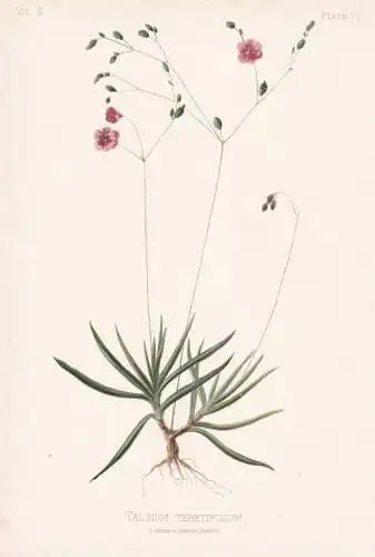Talinum Teretifolium - fameflower / flowers Blumen Blume flower / botanical Botanik Botany / Pflanze plant