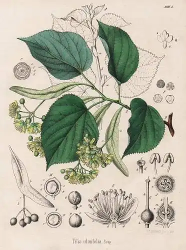 Tilia ulmifolia - Linde Linden basswood lime trees / flowers Blumen Blume flower / botanical Botanik Botany /