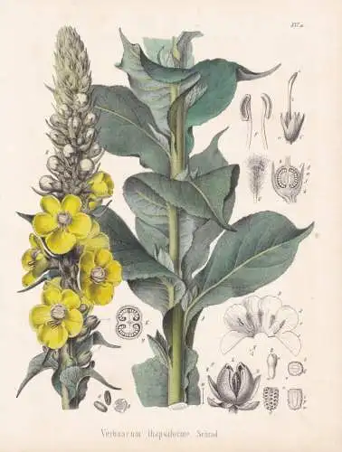 Verbascum thapsiforme - Großblütige Königskerze denseflower mullein / flowers Blumen Blume flower / botanic