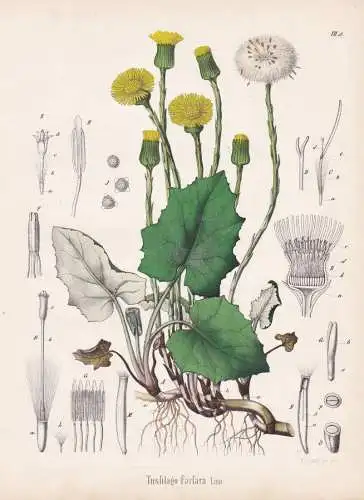 Tusfilago Farfara - Huflattich coltsfoot / flowers Blumen Blume flower / botanical Botanik Botany / Pflanze pl