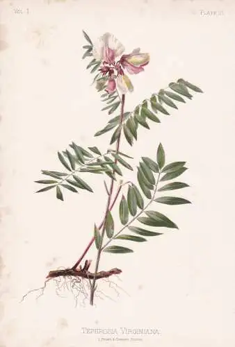 Tephrosia Virginiana - Geißraute goat-rue / flowers Blumen Blume flower / botanical Botanik Botany / Pflanze