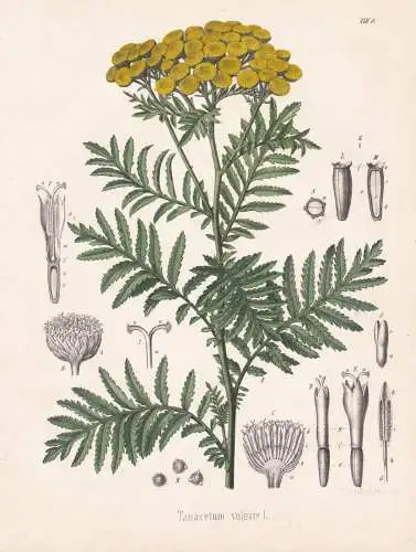 Tanacetum vulgare - Rainfarn Wurmkraut / flowers Blumen Blume flower / botanical Botanik Botany / Pflanze plan