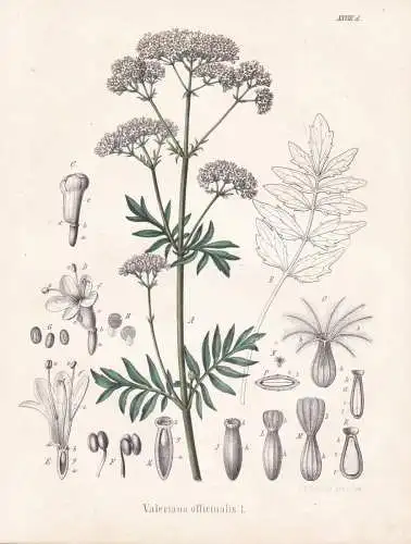 Valeriana officinalis - Baldrian Valerian / flowers Blumen Blume flower / botanical Botanik Botany / Pflanze p