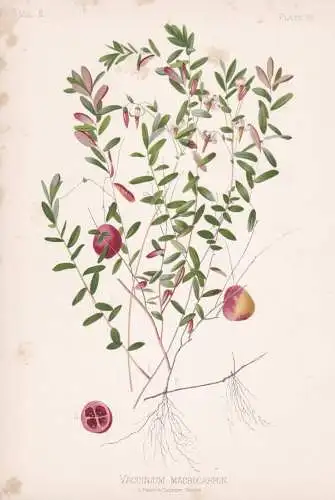 Vaccinium Macrocarpon - Moosbeere Kraanbeere Cranberry / flowers Blumen Blume flower / botanical Botanik Botan