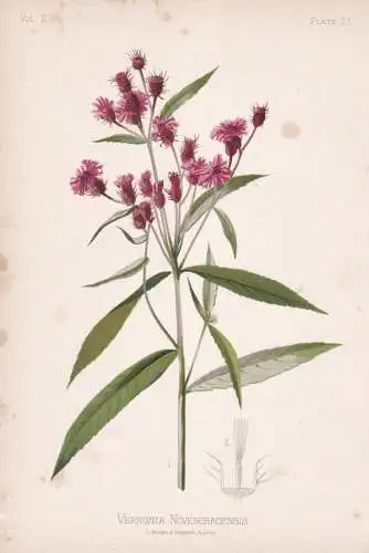 Vernonia noveboracensis - New York-Scheinaster New York ironweed / flowers Blumen Blume flower / botanical Bot