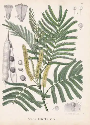 Acacia Catechu - Katechu-Akazie catechu, cachou / flowers Blumen Blume flower / botanical Botanik Botany / Pfl