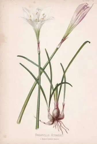 Amaryllis Atamasco - Zephyrlilie atamasco-lily rain-lily / flowers Blumen Blume flower / botanical Botanik Bot