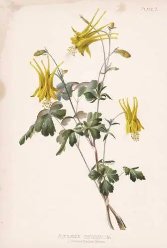 Aquilegia Chrysantha - Akelei columbine granny's nightcap / flowers Blumen Blume flower / botanical Botanik Bo