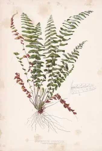 Asplenium Parvulum - Streifenfarn maidenhair spleenwort / flowers Blumen Blume flower / botanical Botanik Bota