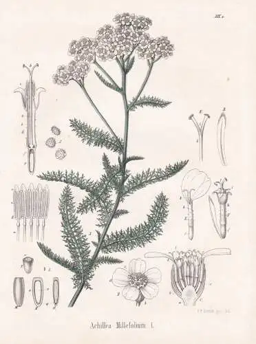 Achillea Millefolium - Schafgarbe yarrow / flowers Blumen Blume flower / botanical Botanik Botany / Pflanze pl