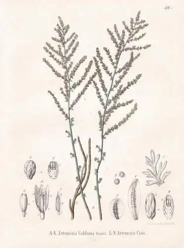 Artemisia Vahliana - Beifuß mugwort / flowers Blumen Blume flower / botanical Botanik Botany / Pflanze plant