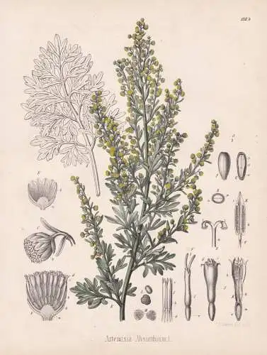 Artemisia Absinthium - Wermut wormwood / flowers Blumen Blume flower / botanical Botanik Botany / Pflanze plan