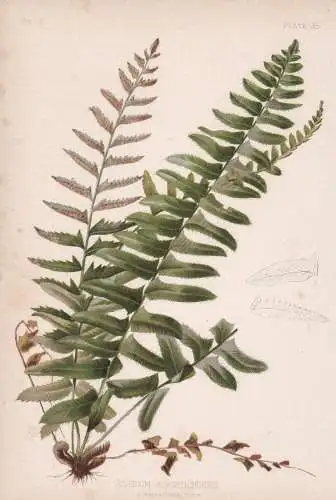 Aspidium Acrostichoides - Wurmfarn male fern Männerfarn / flowers Blumen Blume flower / botanical Botanik Bot