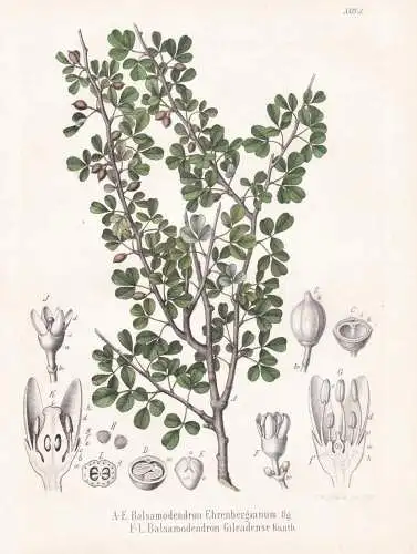 Balsamodendron Ehrenbergianum - Myrrhenbaum / flowers Blumen Blume flower / botanical Botanik Botany / Pflanze