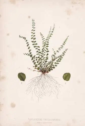 Asplenium Trichomanes - Streifenfarn maidenhair spleenwort fern Farn / flowers Blumen Blume flower / botanical