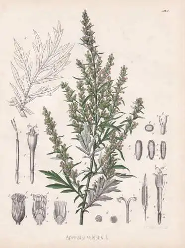 Artemisia Vulgaris - Beifuß mugwort / flowers Blumen Blume flower / botanical Botanik Botany / Pflanze plant